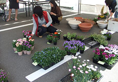 花の寄せ植え